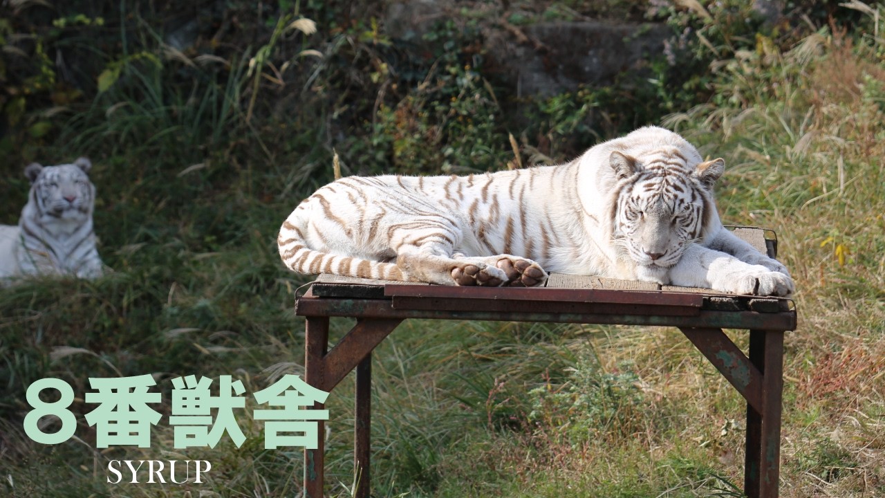 「4月1日」8番獣舎シロップファミリーライブ配信