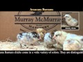 Video: Araucana Bantam Baby Chicks