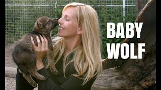 BABY WOLF