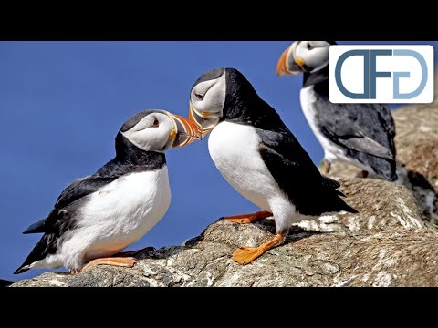 Die Felsen der Papageitaucher | Tiere vor der Kamera (1980) | Folge 10/57