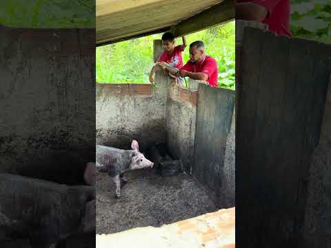 Dando banho #youtubeshorts #viralvideo #shortvideo #youtube #shorts #short #funny #youtube