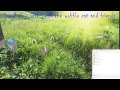 Helix The Cat Live Stream