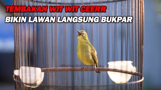 Download lagu PANCINGAN PLECI NEMBAK WIT WIT CEER KENARI, MERANGSANG LAWAN IKUT GACOR DAN BUKA PARUH mp3 Download lagu PANCINGAN PLECI NEMBAK WIT WIT CEER KENARI, MERANGSANG LAWAN IKUT GACOR DAN BUKA PARUH mp3