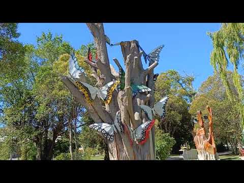 El árbol de las Mariposas. Gaiman. Prov. de Chubut. Argentina.