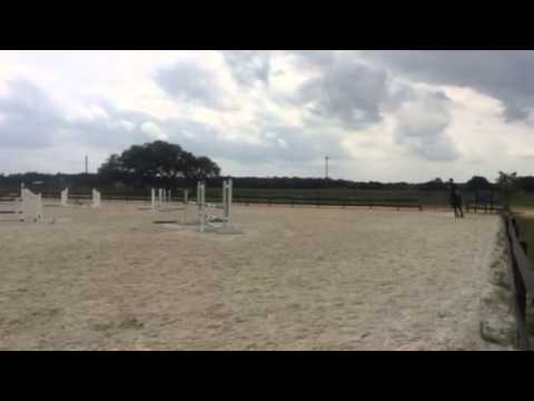 Kismet - RHS Show Jumping May 2015