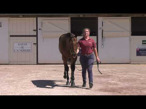 2021 August Yearling Sale - Lot 286 Aplombs