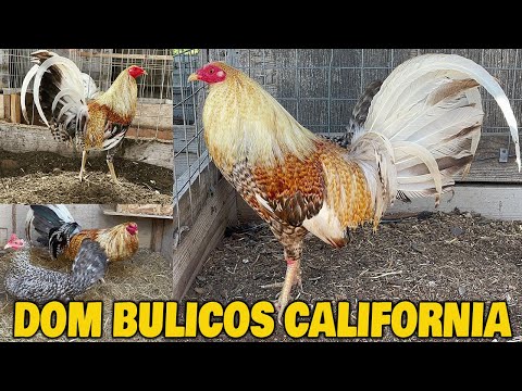 Beautiful Birds Hennie Grey Dom Bulicos ROBERTO RAMIREZ - Farm Visit USA