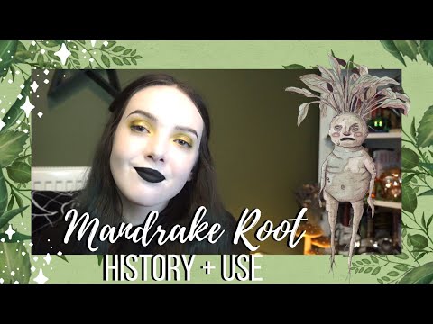 History of Mandrake Root║Herbal Histories║Witchcraft