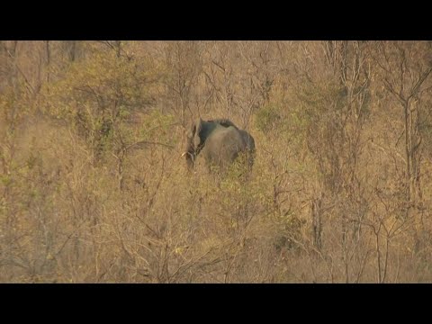 Zimbabwe to cull 200 elephants amid food shortages | AFP