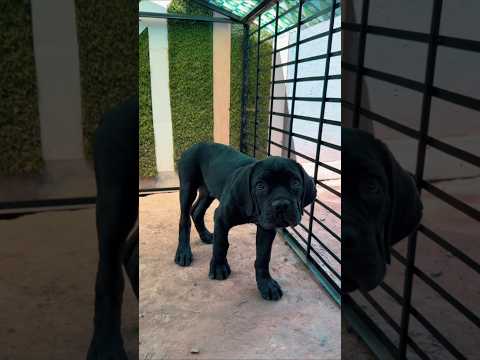 Rajab Butt New Dog Arrival at Home 🐶🏠#rajabbutt #rajabfamily #shortsfeed #trendingnow #viralvideo