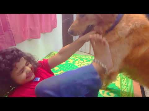 Golden retriever fights with kuhu | funny dog fight