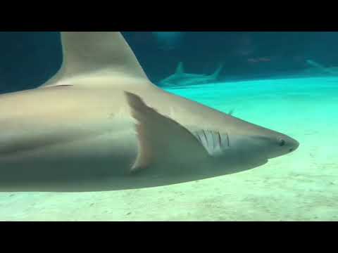 沖縄美ら海水族館：Sandbar shark（C. plumbeus）紹介