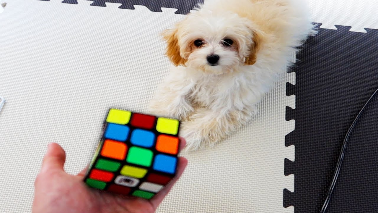 小さいイッヌにルービックキューブを解かせてみたら...