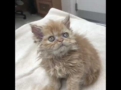 Gator the Teacup Persian