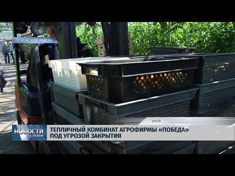 Новости Псков 24.09.2018 # Тепличному комбинату «Победы» требуются субсидии для существования 