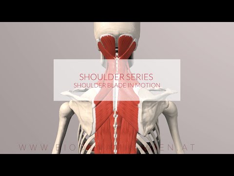 Shoulder Blade in Motion: Shoulder Series, Part 4 (3D Animation)