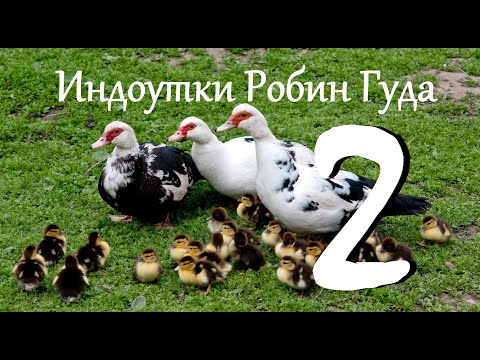 Индоутки Робин Гуда. Часть 2.