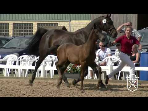 NF061 Hengstfohlen von Quiran - Chello I - Reichsgraf