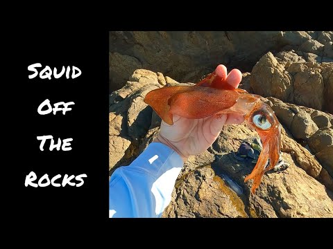 How to Catch Squid | Guide for Ocean Rocks