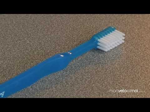comment nettoyer les dents d'un yorkshire