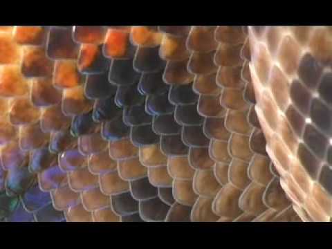 YouTube Video r0f4c9og9ro