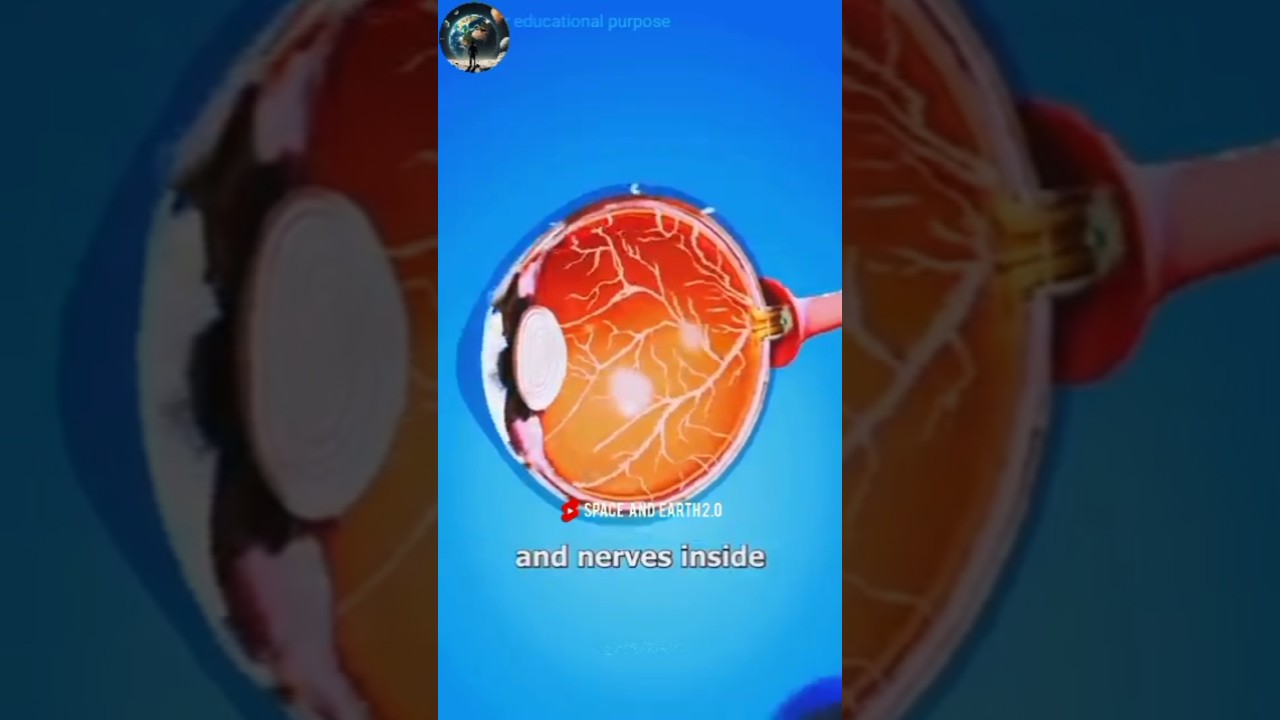 Anatomy of eyes 👀 #eyes #eye #eyeanatomy #eyestructure #eyeball #eyeballs #intrestingshorts