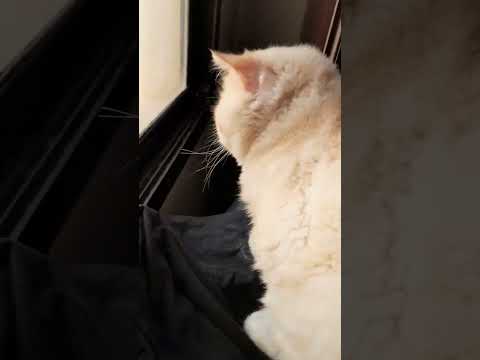 junjun want bird 🐦 🐦‍⬛ 😩 😒