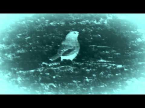 Misty Bywater - Waltz Of The Seasons