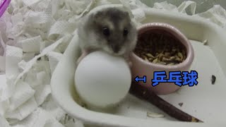 Download lagu Have you seen the naughty winter white hamster? mp3