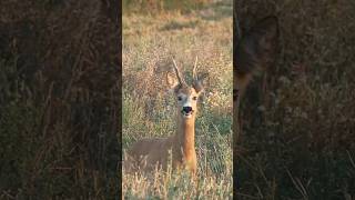 Rehböcke in der Blattzeit