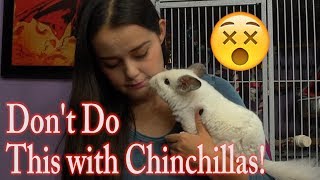 Dangers to Chinchillas | The DON&#39;Ts of Chinchilla Care