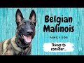 Belgian Malinois Family Dog - Things to Consider