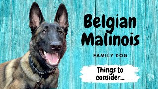Belgian Malinois Family Dog - Things to Consider