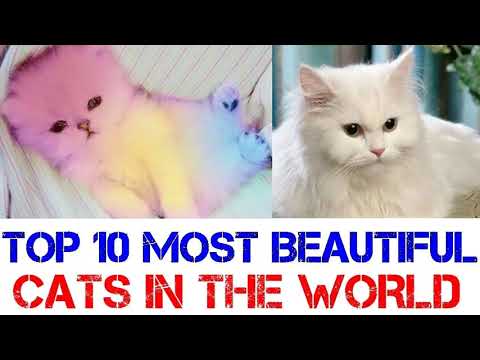 top 10 most beatiful cats in the world 2019 HD