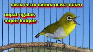 Download lagu Call Dobel Pleci Buxtoni Jantan,Bikin Pleci Bahan Cepat Bunyi || Pleci Bustomi Gacor mp3 Download lagu Call Dobel Pleci Buxtoni Jantan,Bikin Pleci Bahan Cepat Bunyi || Pleci Bustomi Gacor mp3