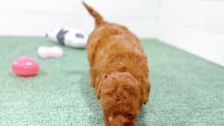 トイプードルの動画01