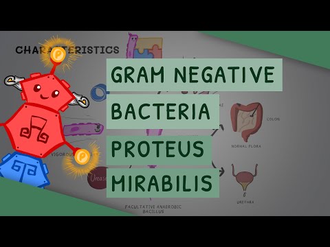 Gram Negative Bacteria: Proteus Mirabilis