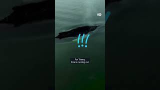 Germany's failed whale rescue raises questions about future marine mammal response