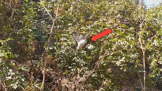 Download lagu Cara membuat perangkap burung itu mudah dengan lem pohon ceri!! mp3