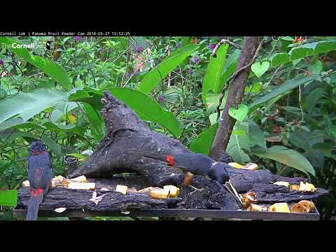 Video 2018 05 27 105214 Eduardo Scissor beak is back edit