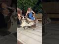 Bull Riding Fail At Leesburg Bikefest Fail Failvideos