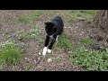 Cute Tuxedo Cat Is Very Happy And Energetic After Eating Food