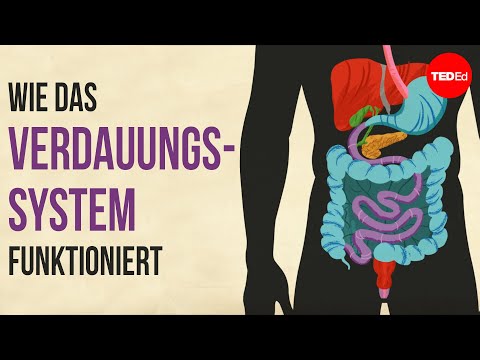 Wie unser Verdauungssystem funktioniert – Emma Bryce