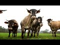 La Bazadaise Une Vache D Exception Météo à La Carte