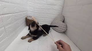 ハーフ犬の動画01