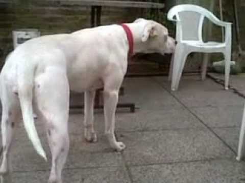 los dogos  de talar  ( shana y charly )