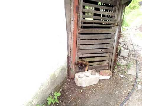 Побег из курятника 2019. Новый.  Трейлер