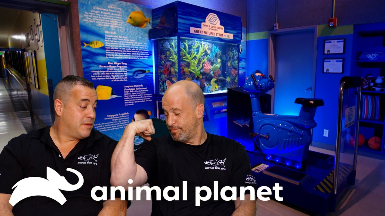 This Fish Tank Is A WORK OUT! | Tanked | Animal Planet