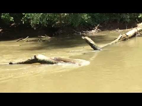 Buzzard Roost Island on the Chattahoochee River - The see saw / teeter totter log