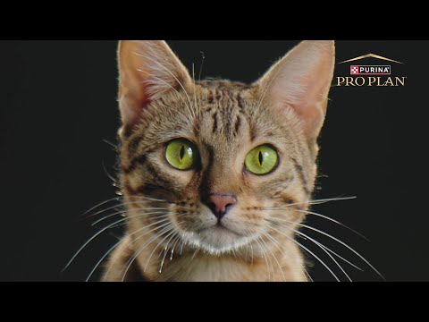 Корм для котов что помогает выводить проглоченную шерсть Pro Plan Hairball Care 7х35 г (8445292296885) - фото 1 - id-p3085752816